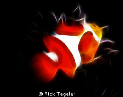 Clown anemonefish... Walindi, West New Britain, PNG by Rick Tegeler 